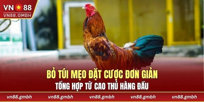 Bỏ túi mẹo đặt cược đơn giản tổng hợp từ cao thủ hàng đầu