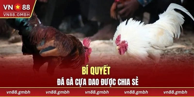 Các cao thủ chia sẻ bí quyết chơi đá gà hiệu quả
