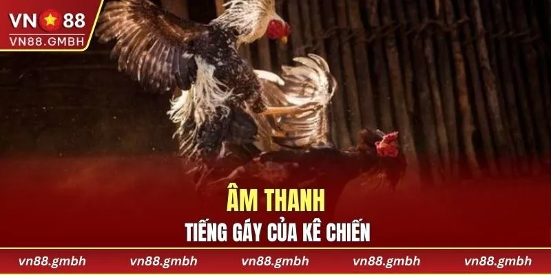 Chọn âm thanh tiếng gáy của kê tham gia đá gà thomo