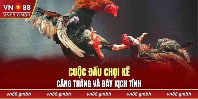 Cuộc đấu chọi kê căng thẳng và đầy kịch tính