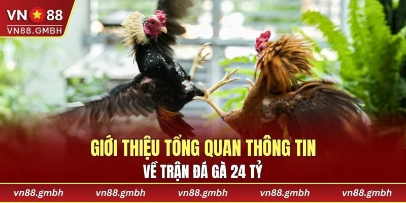 Giới thiệu tổng quan thông tin về trận đá gà 24 tỷ