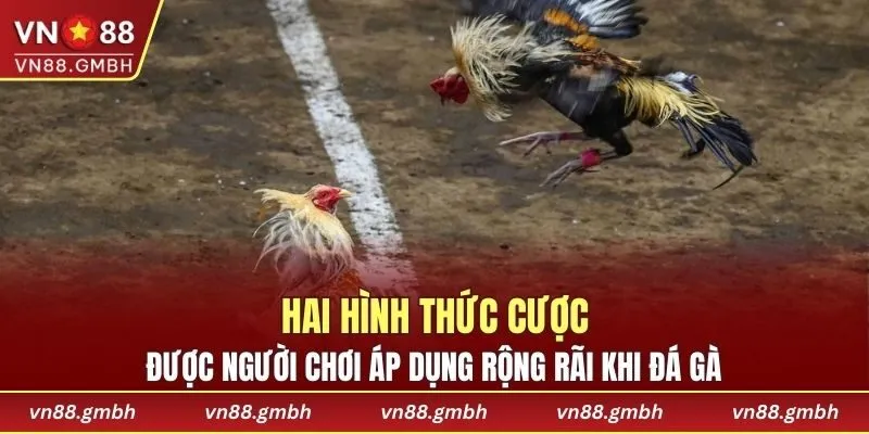 Hai hình thức cược được người chơi vô cùng yêu thích khi đấu kê