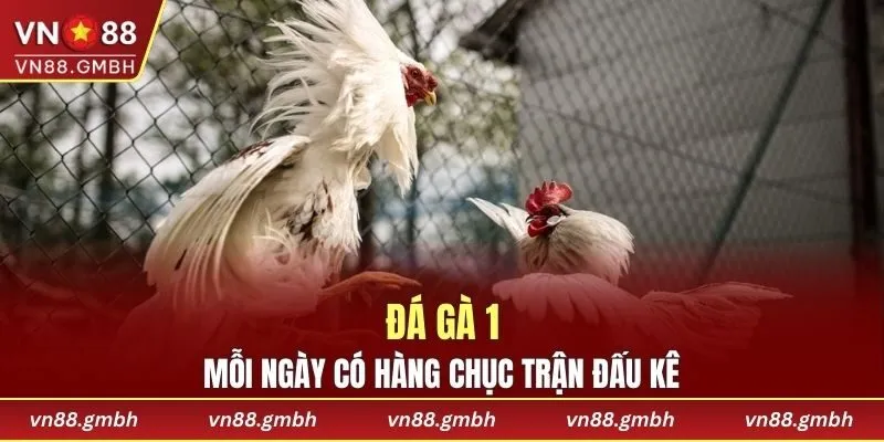 Thỏa thích đấu kê C1 vì có nhiều trận được diễn ra