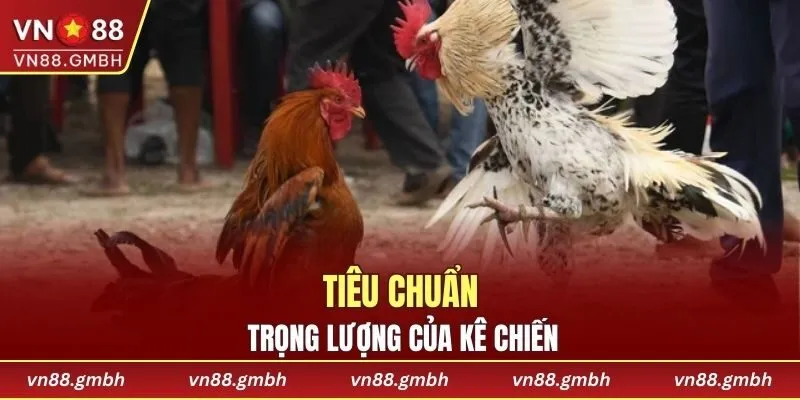 Tiêu chuẩn trọng lượng trong đá gà cựa sắt