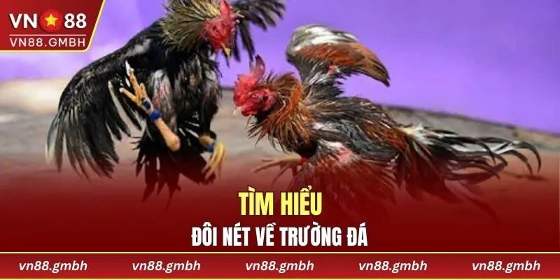 Tìm hiểu đôi nét về trường đá