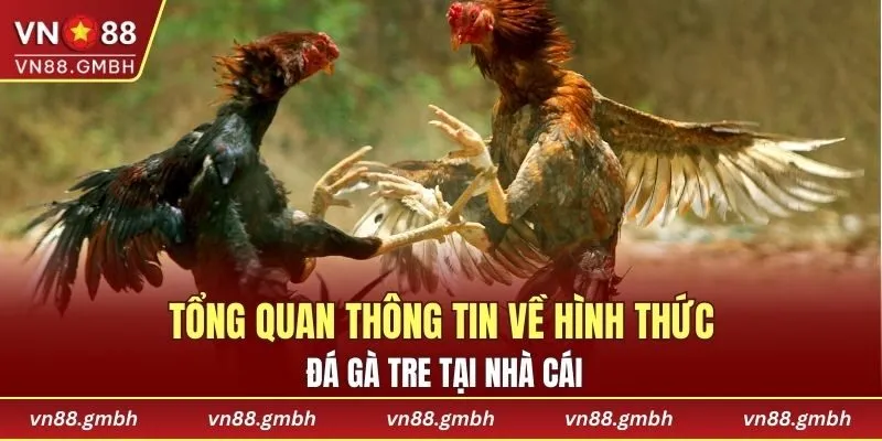 Tổng quan thông tin về hình thức đá gà tre tại nhà cái